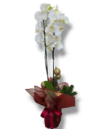 Christmas Orchid