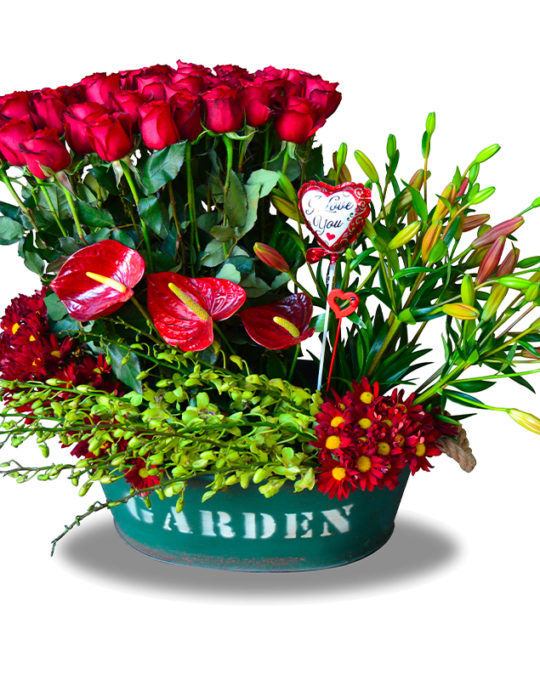 Lady-In-Red-Bonsai-Flowers-Plants