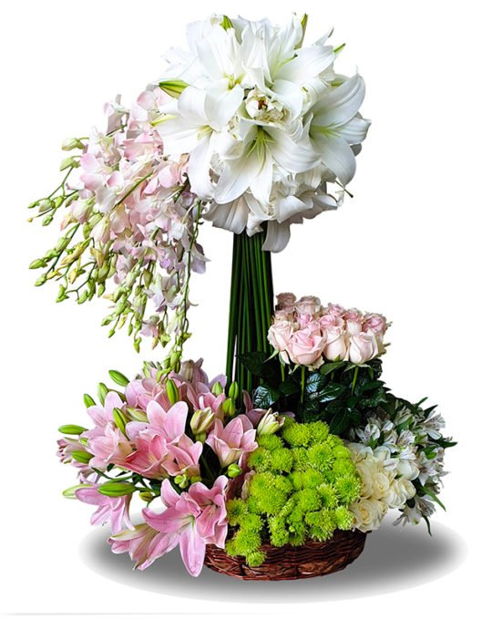 Pink-Blush-Bonsai-Flowers-Plants