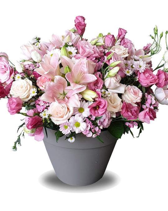 Blooming-Hurricane-Bonsai-Flowers-Plants