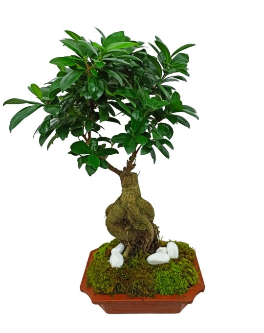 Bonsai 7