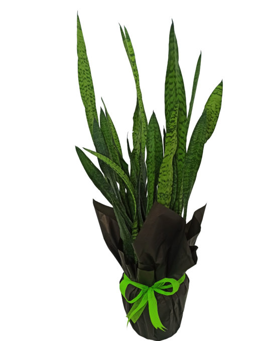 Sansiviera