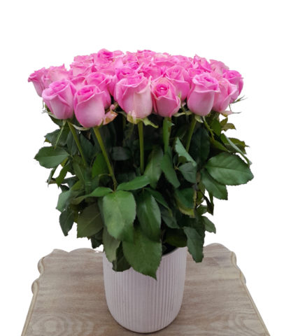 Pink Roses