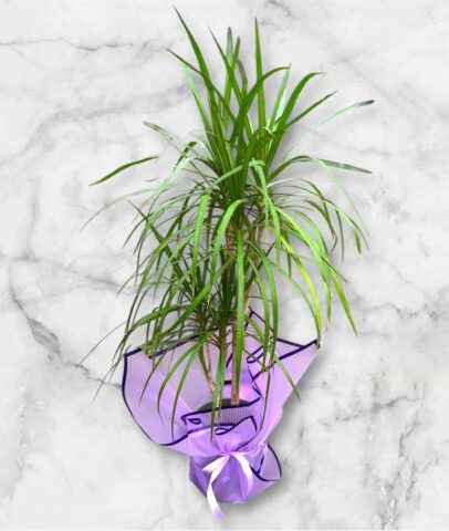 Photoroom_20251115_094438