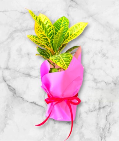 Photoroom_20251115_100845