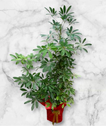 Photoroom_20251115_101520