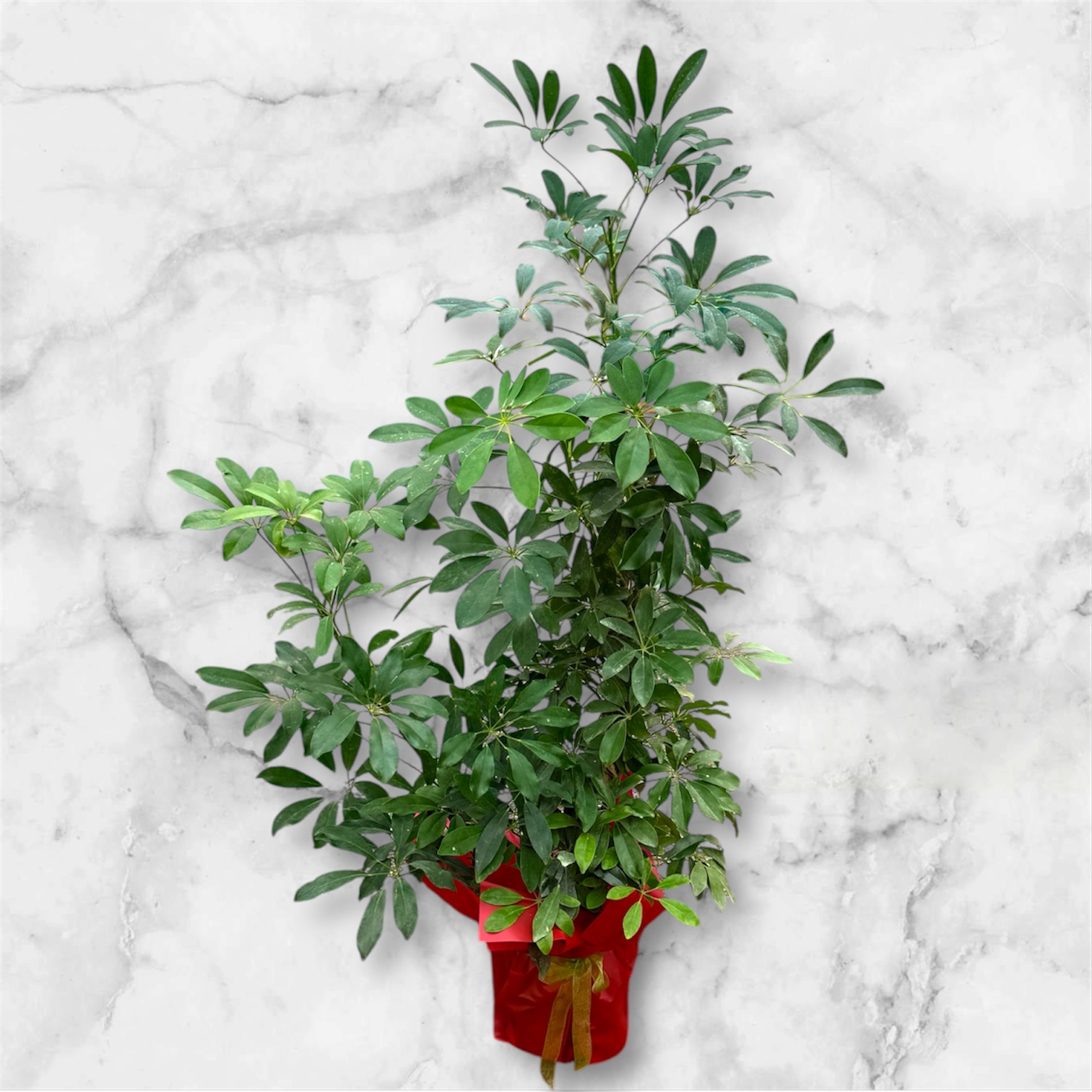 Photoroom_20251115_101520