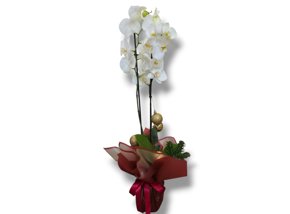 Christmas Orchid
