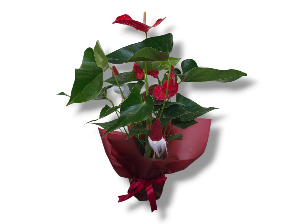 Everlasting Christmas