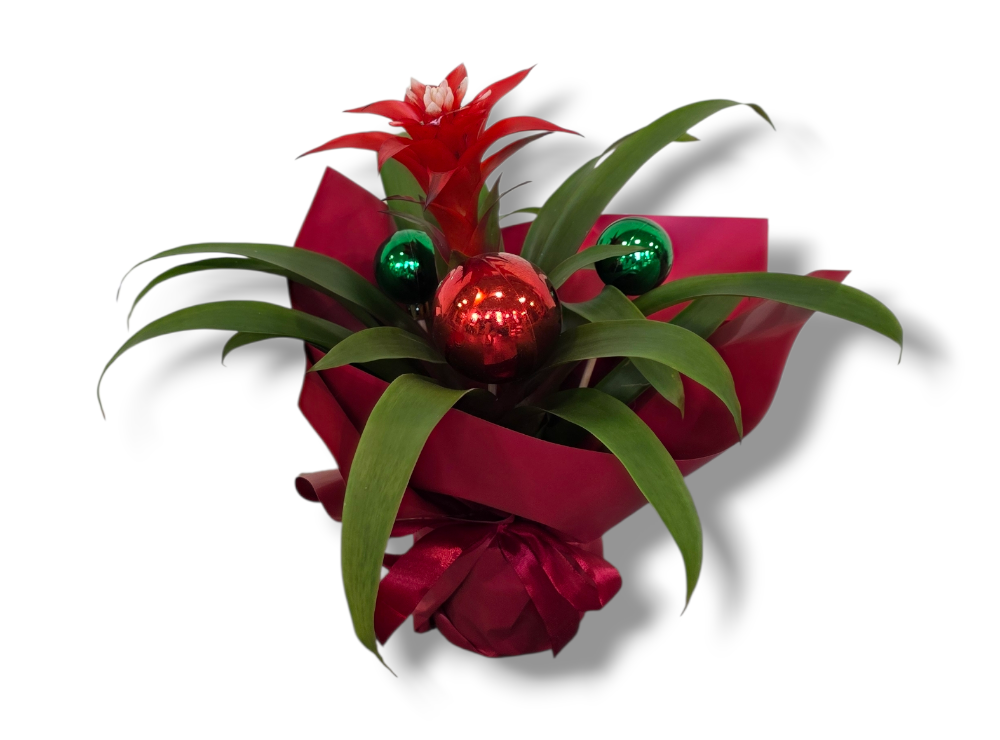 Festive Guzmania