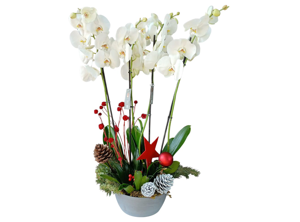 Festive Orchids
