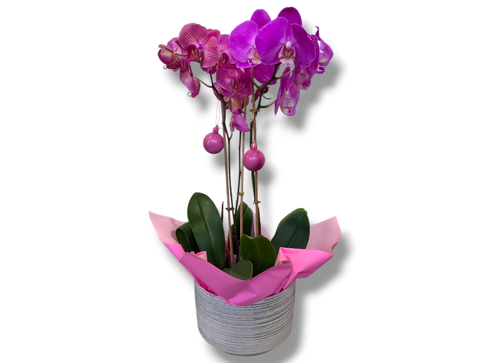Purple Christmas Orchids